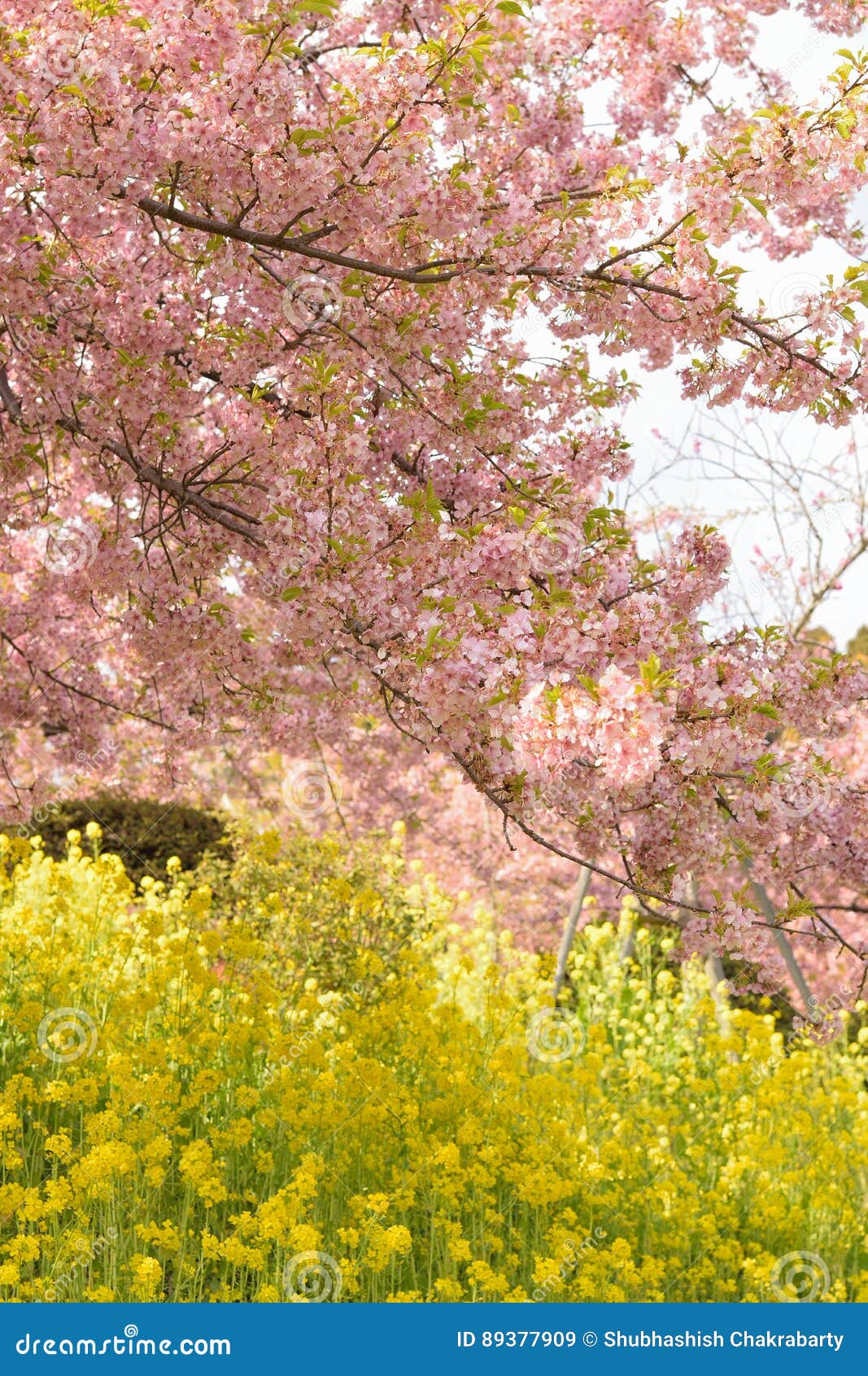 Spring Landscape of Pink Cherry Blossoms Branches in Japan Stock Image