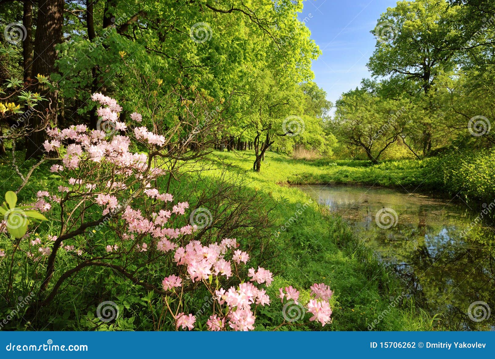 spring landscape with pond