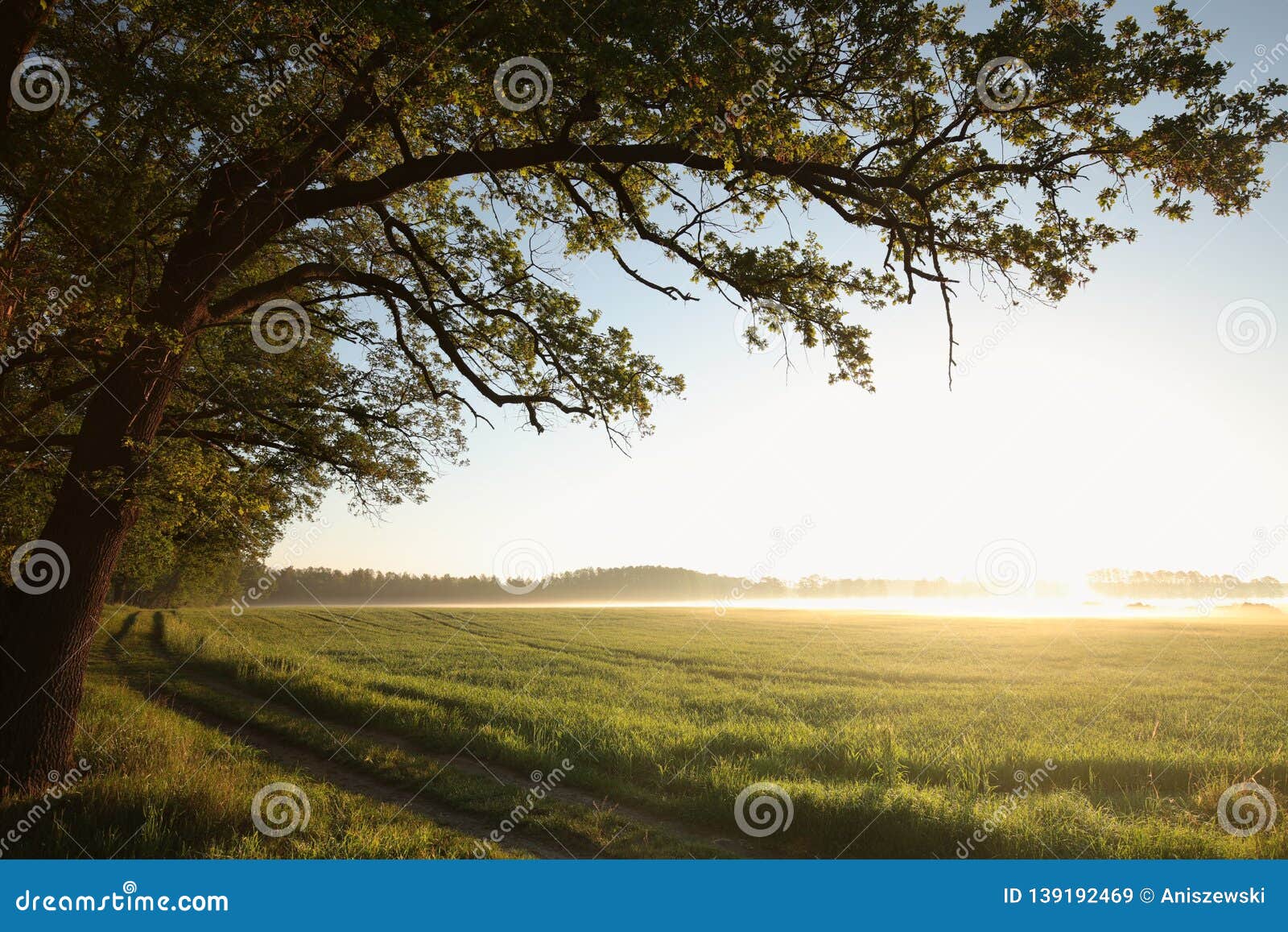 spring landscape at sunrise silhouette of oak trees at the edge of the forest lit by the rising sun morning mist rises over a