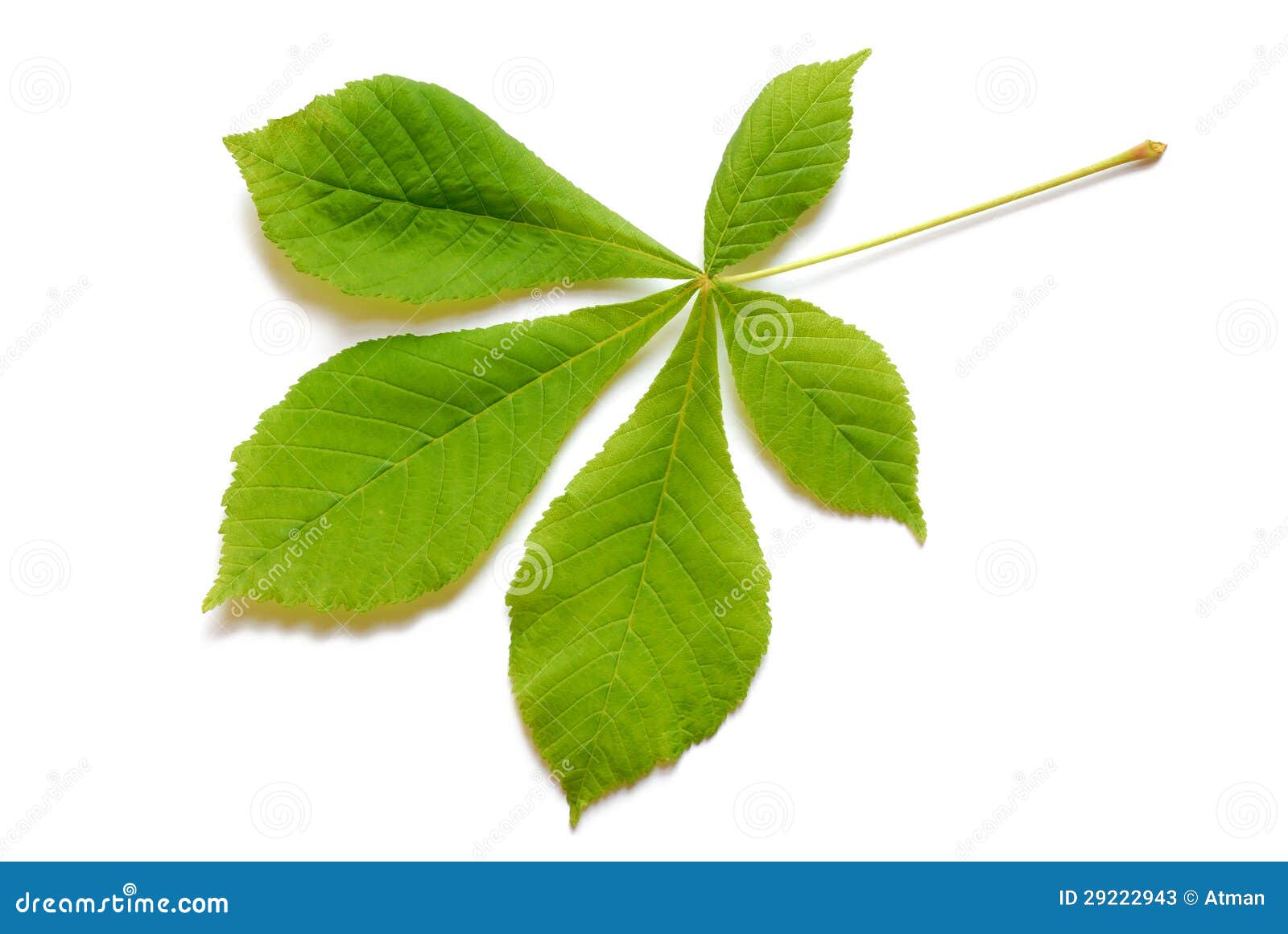 Spring Leaf Stock Photos - Image: 29222943