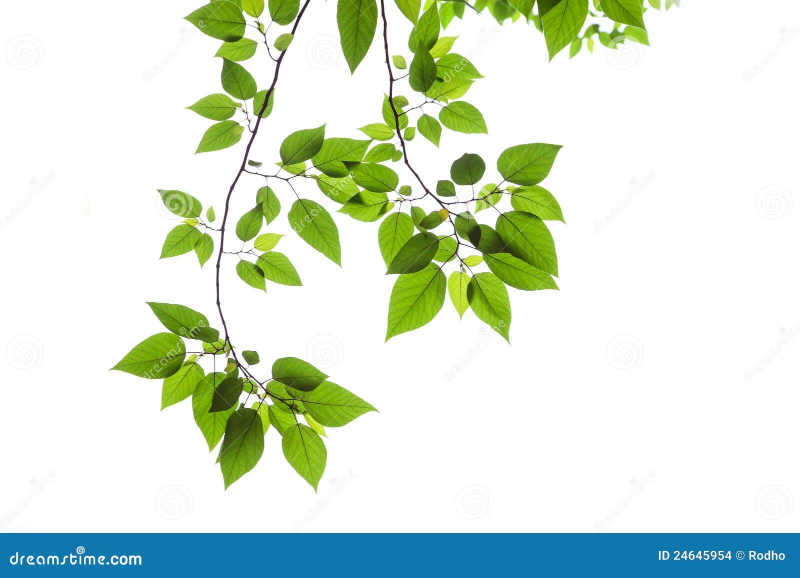 Spring Leaves stock photo. Image of maple, environment 24645954