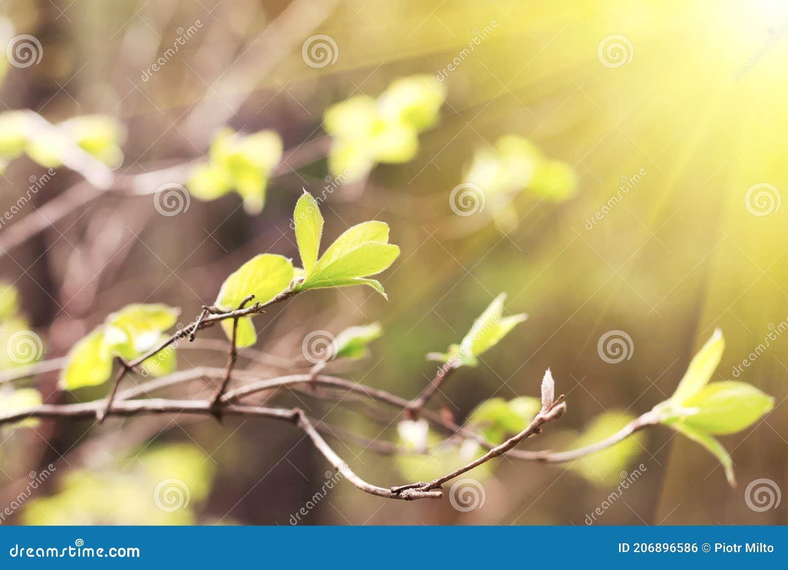 Spring Leaves Delicate Young Spring Leaves. the First Spring Leaves