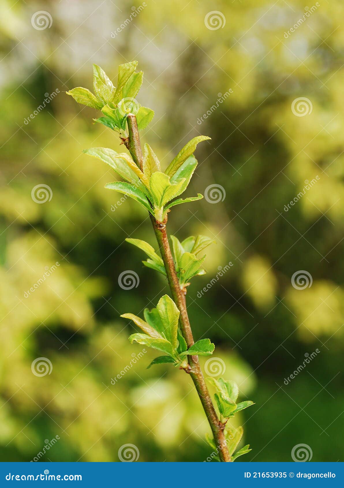 spring leaves on plum sorriso di primavera