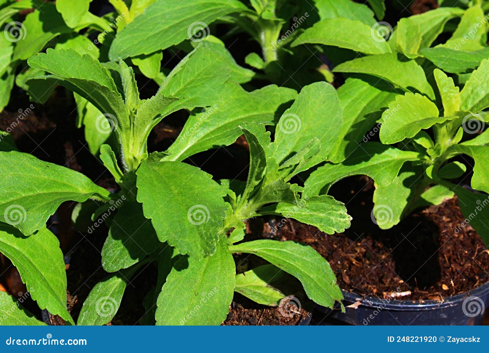 Stevia rebaudiana (Candyleaf, Stevia, Sugarleaf, Sweetleaf)