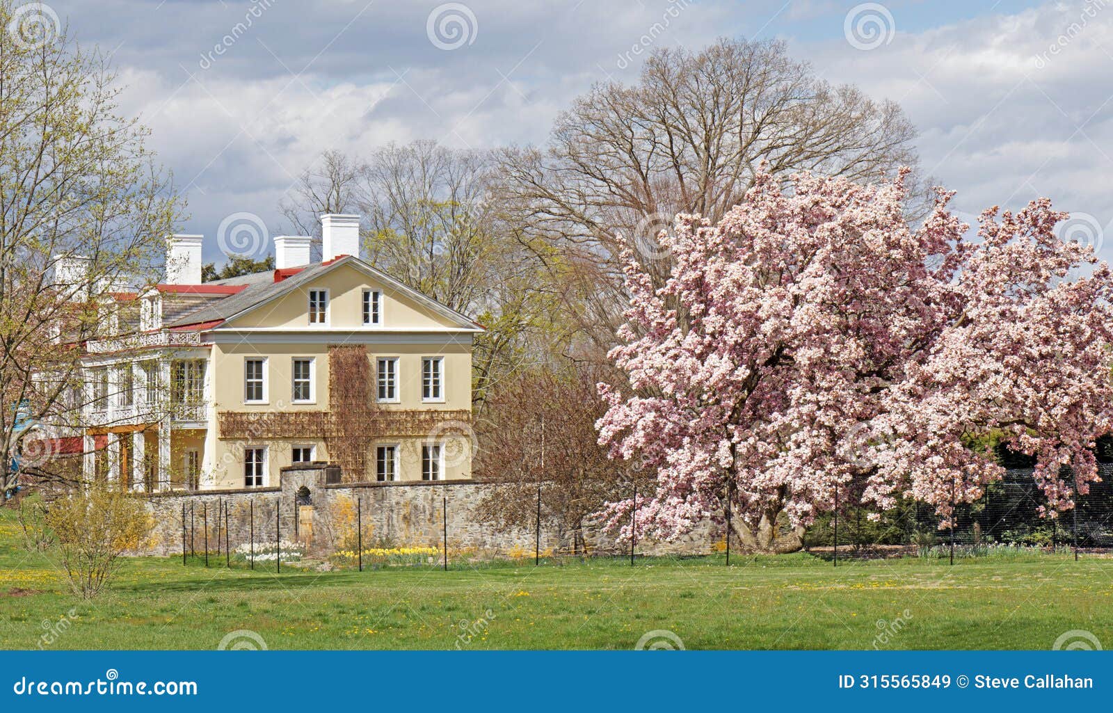 spring magnolia tree and bellefield administration building at fdr historic site