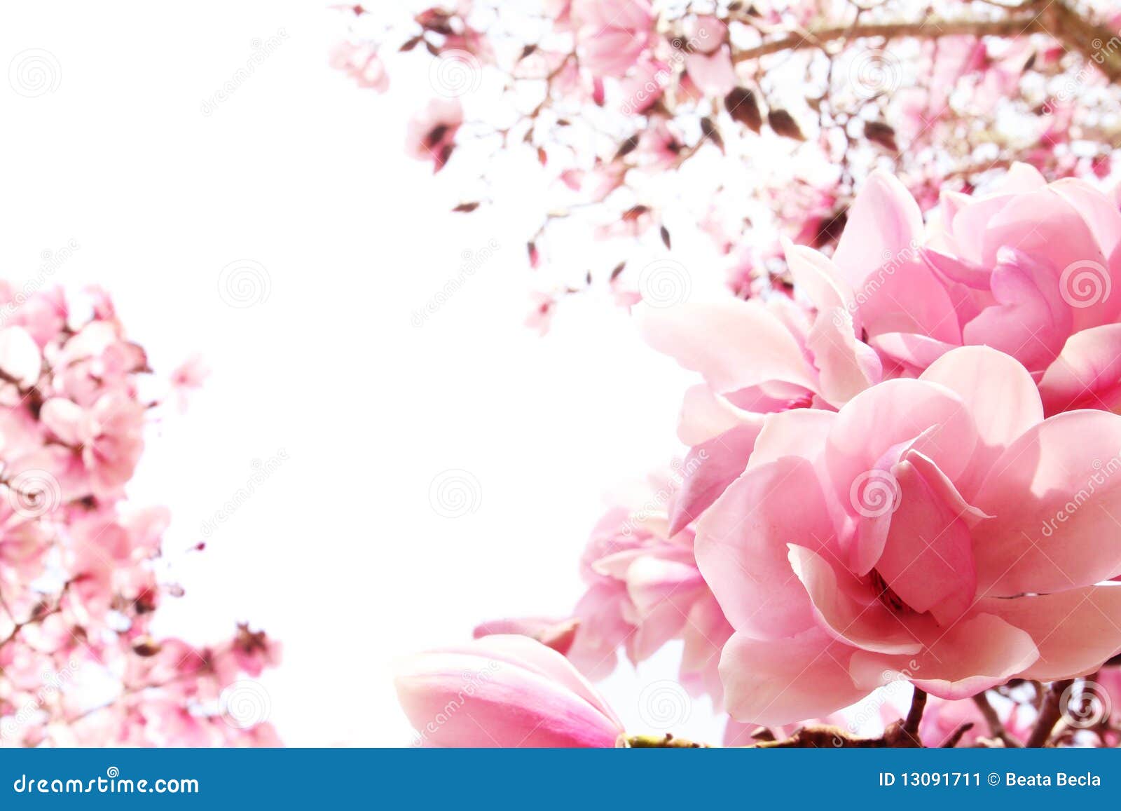 spring magnolia tree in bloom