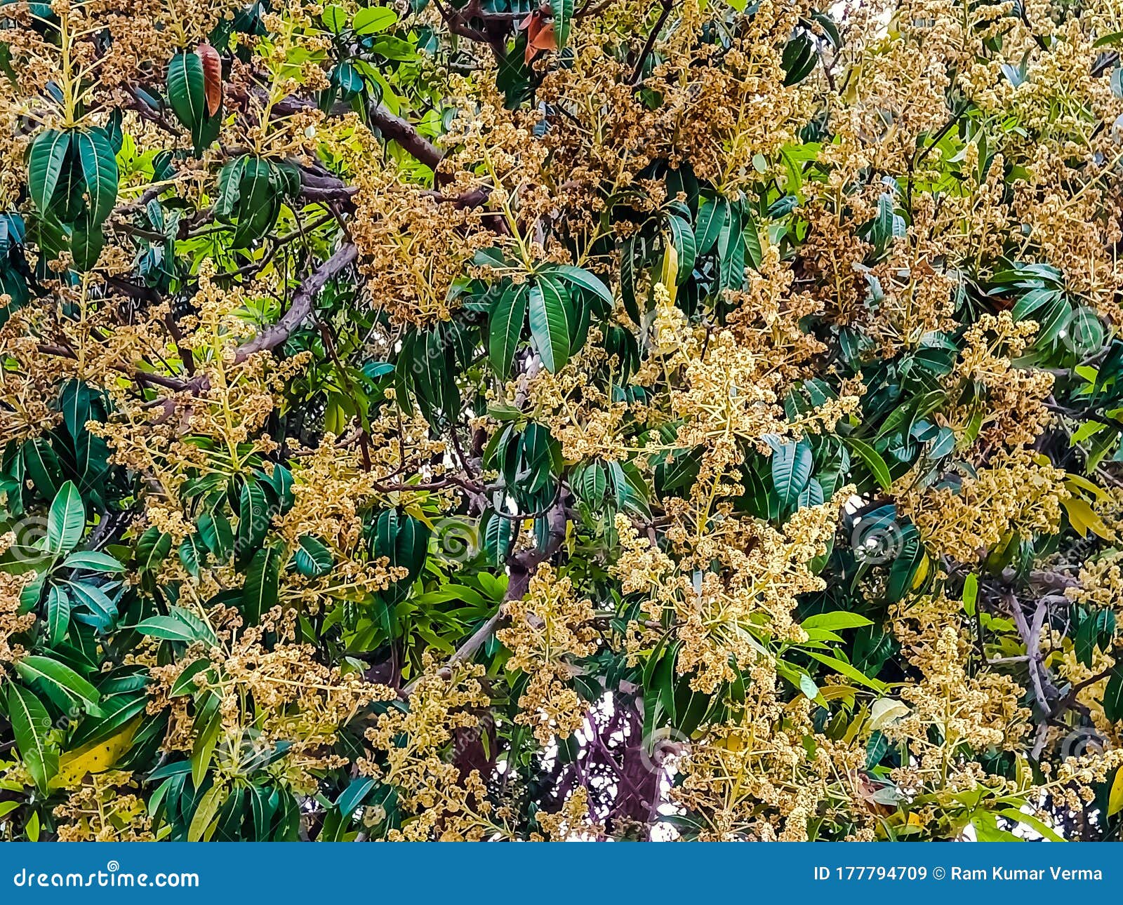 Spring on Mangifera Indica Tree Image India Stock Image Image of