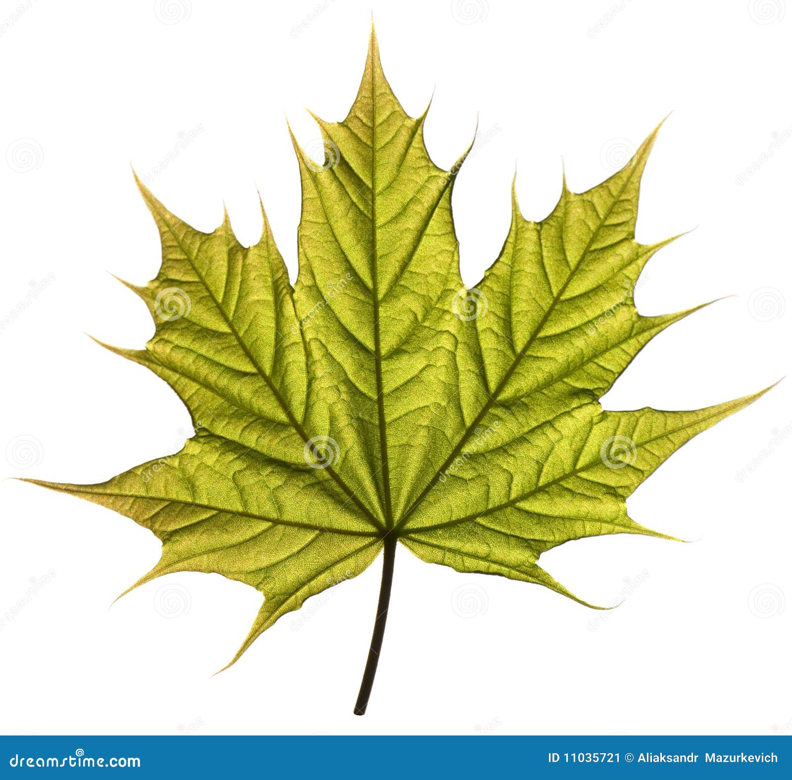 1,900+ Maple Leaf Silhouette Stock Photos, Pictures & Royalty-Free