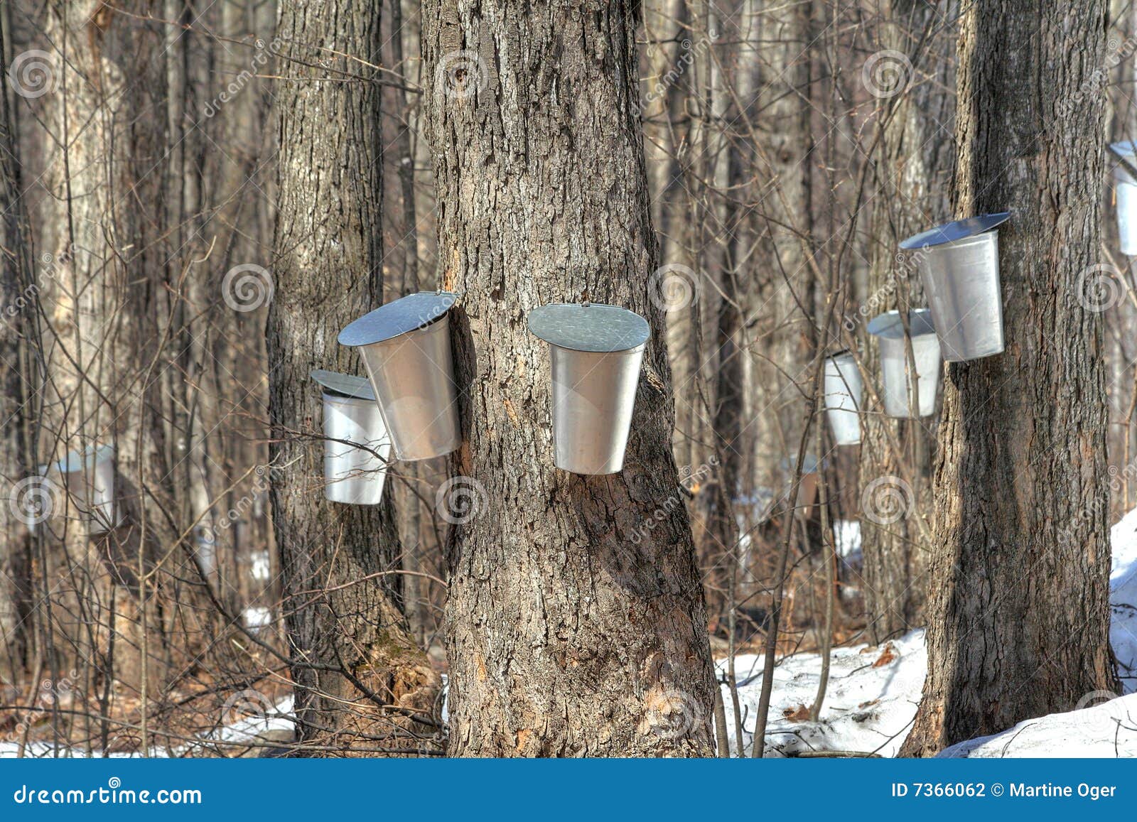Spring, Maple Syrup Season. Stock Photo Image of snow, sugar 7366062