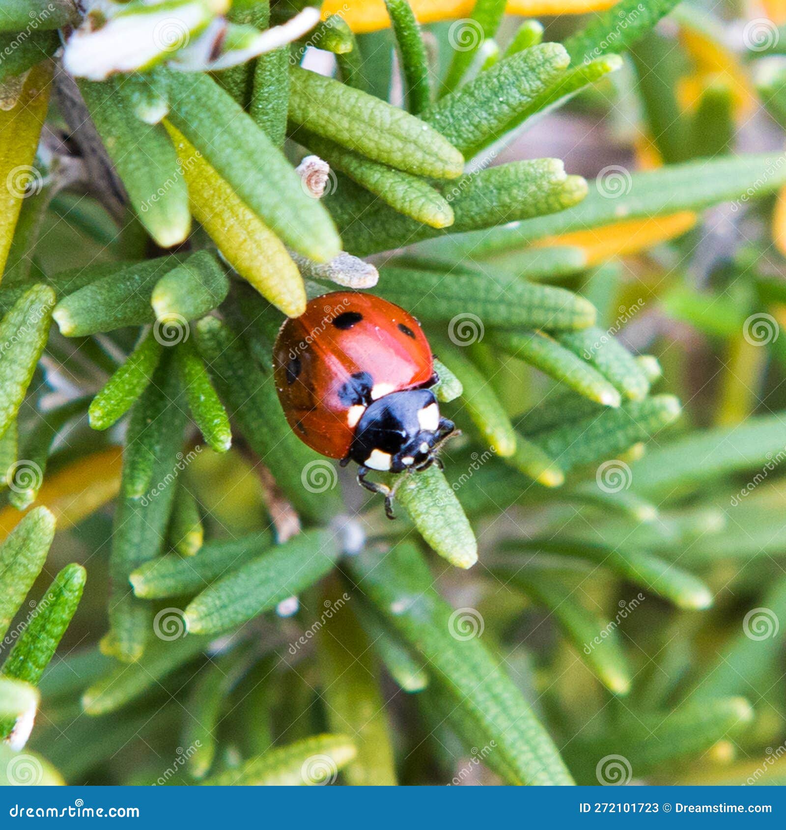 Ladybug Produce