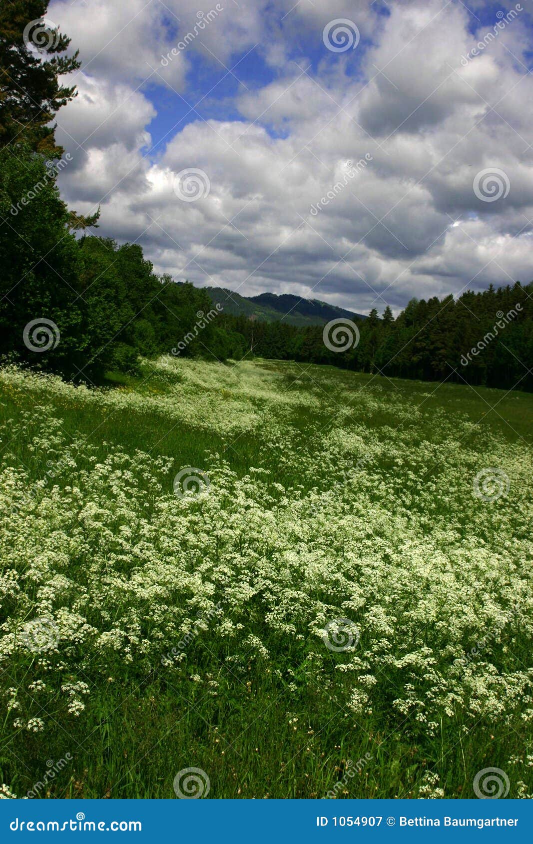 Spring meadow stock image. Image of hill, enjoy, environment 1054907