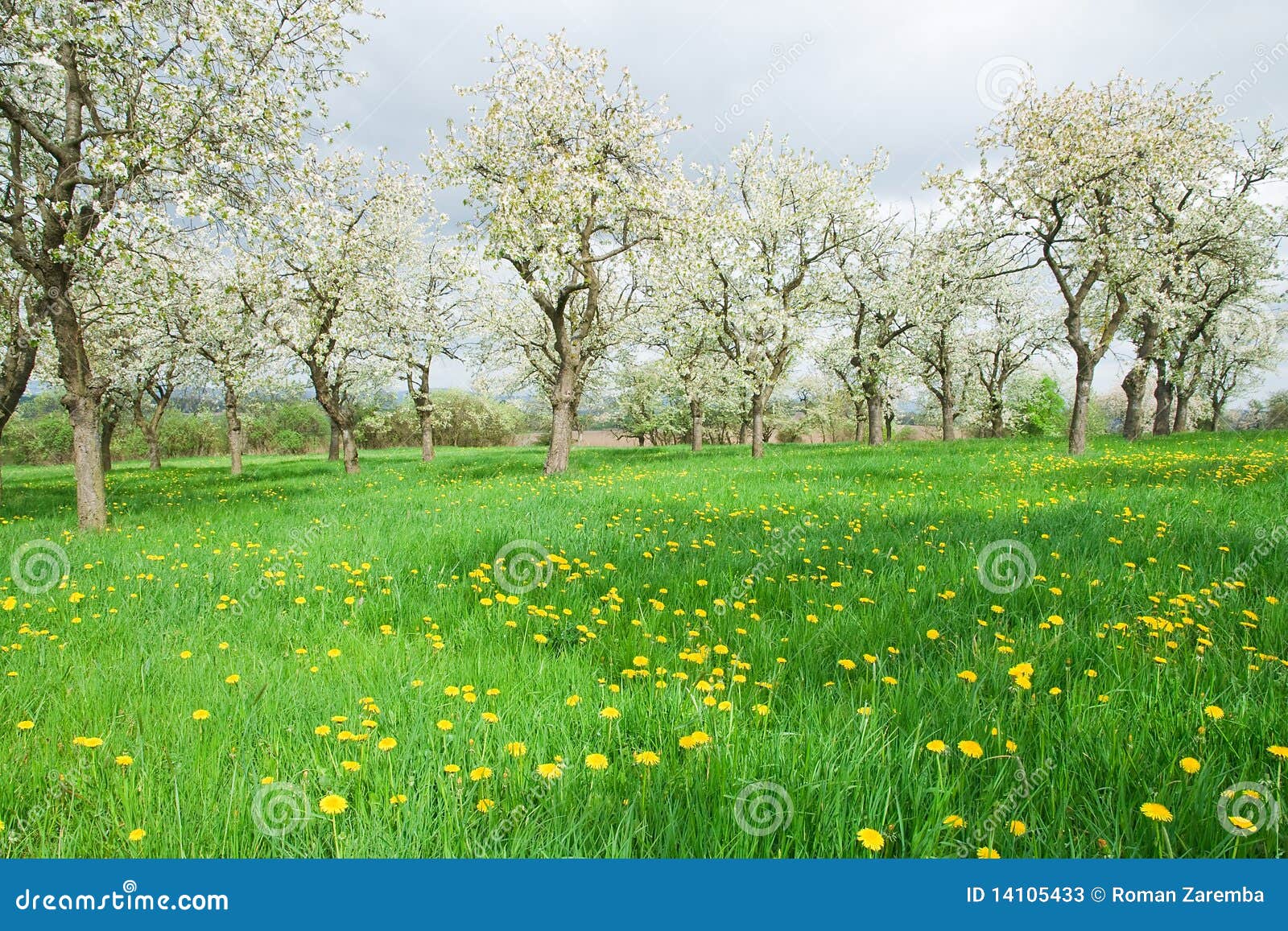 spring meadow