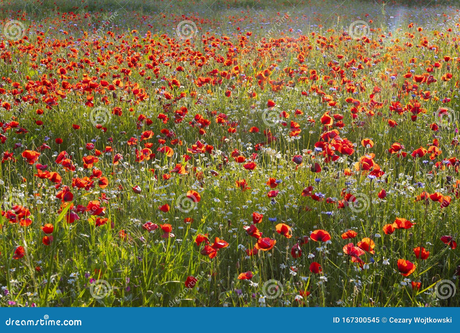 spring meadow filled with poppies, pienza, val d`orcia, tuscany, italy