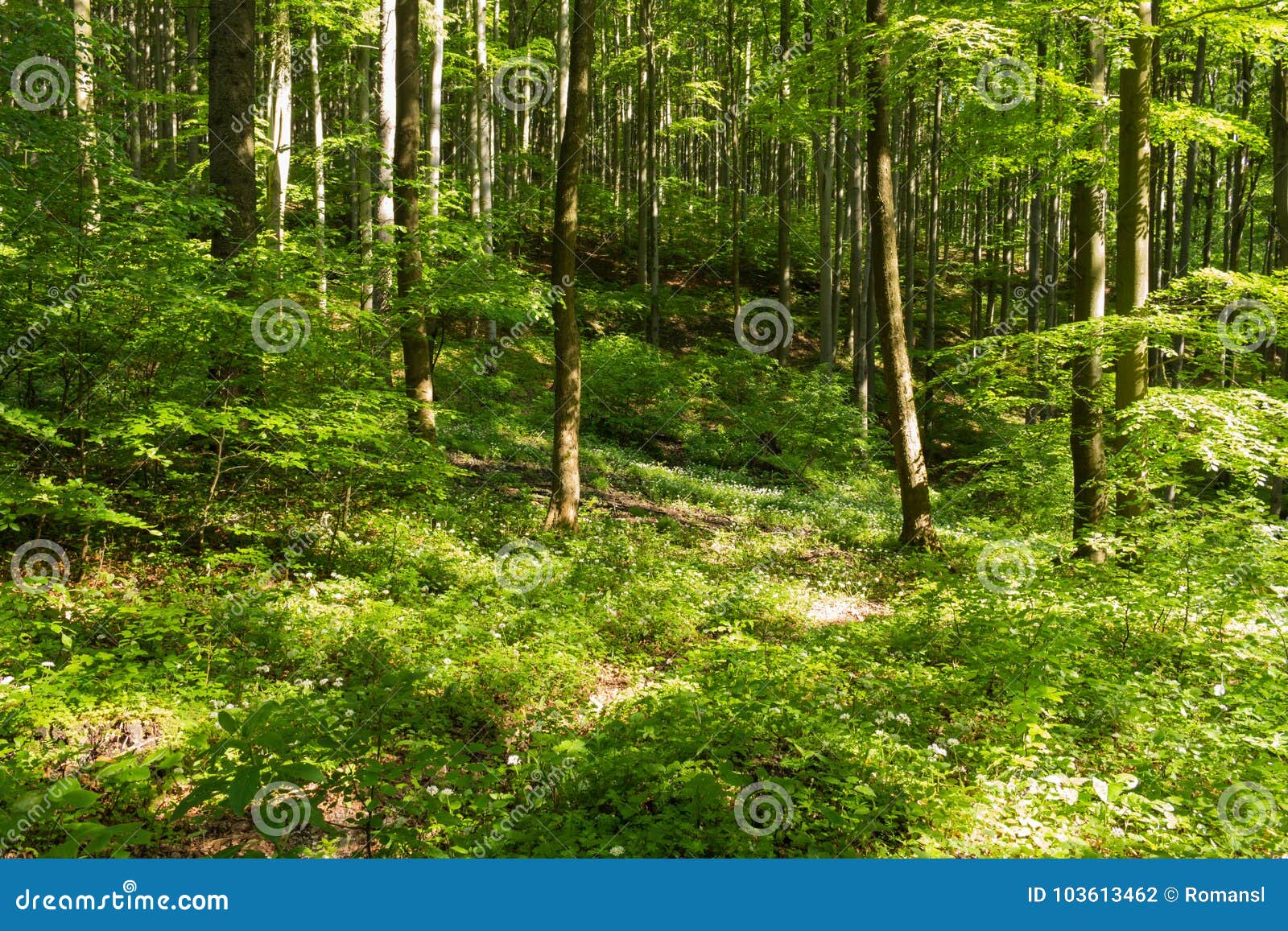 Spring Meadow with Green Trees in Mountains Stock Photo - Image of ...