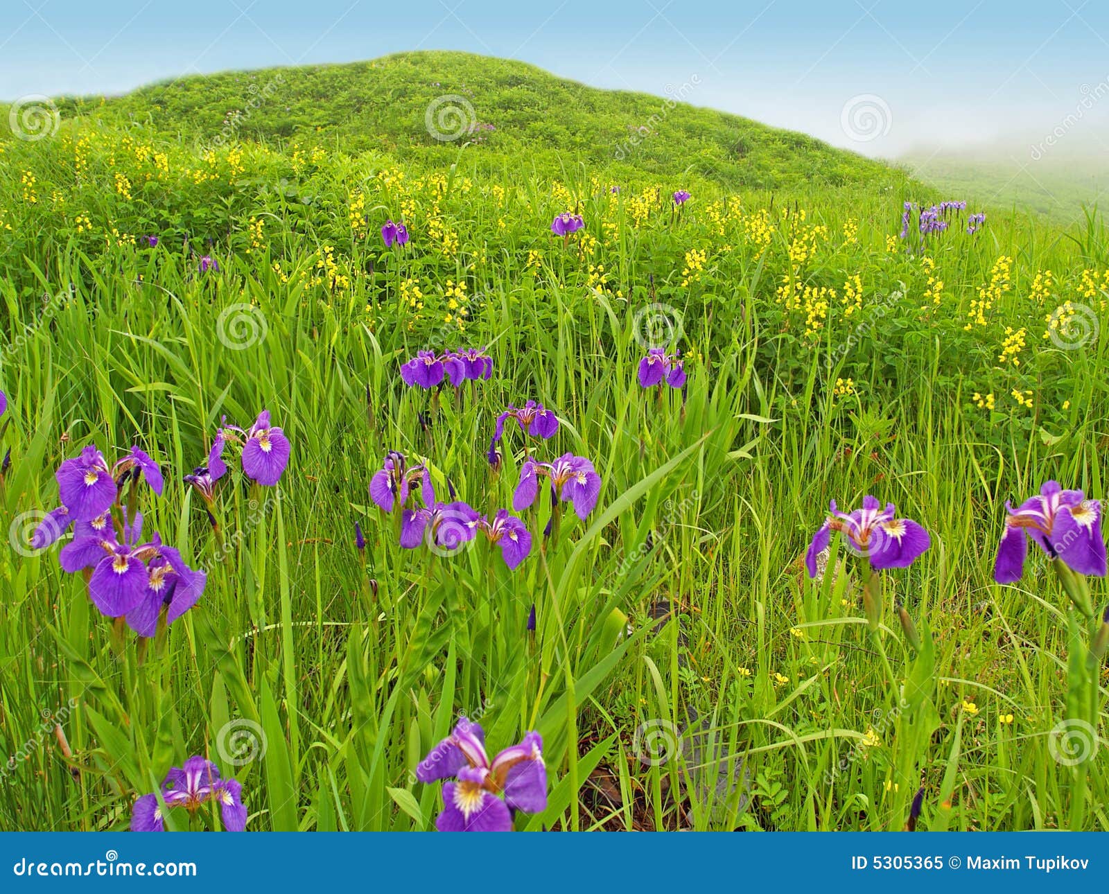 Spring Meadow Landscape with Violet Flowers Stock Image Image of countryside, garden 5305365