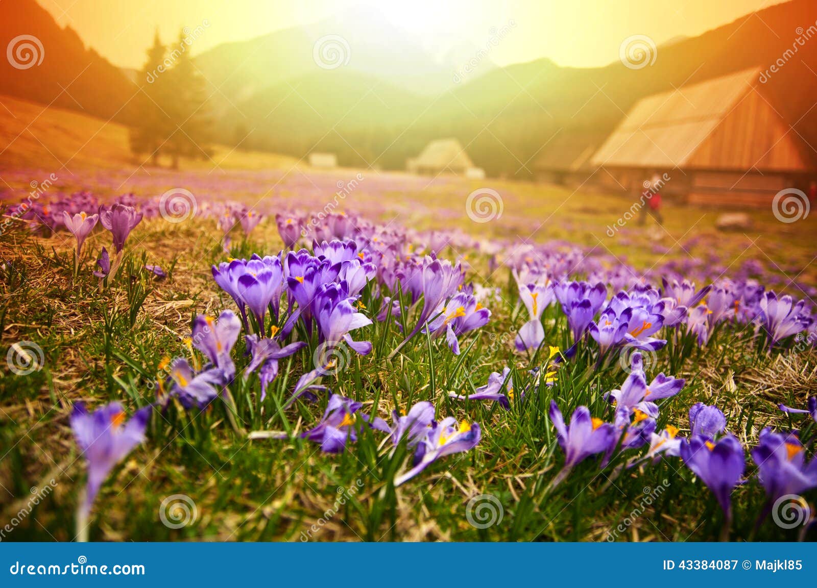 Spring Meadow in Mountains Full of Crocus Flowers in Bloom at Sunrise