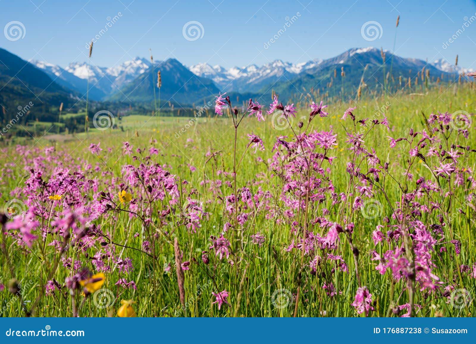 spring meadow with pink lychnis flowers, mountain landscape allgau near oberstdorf