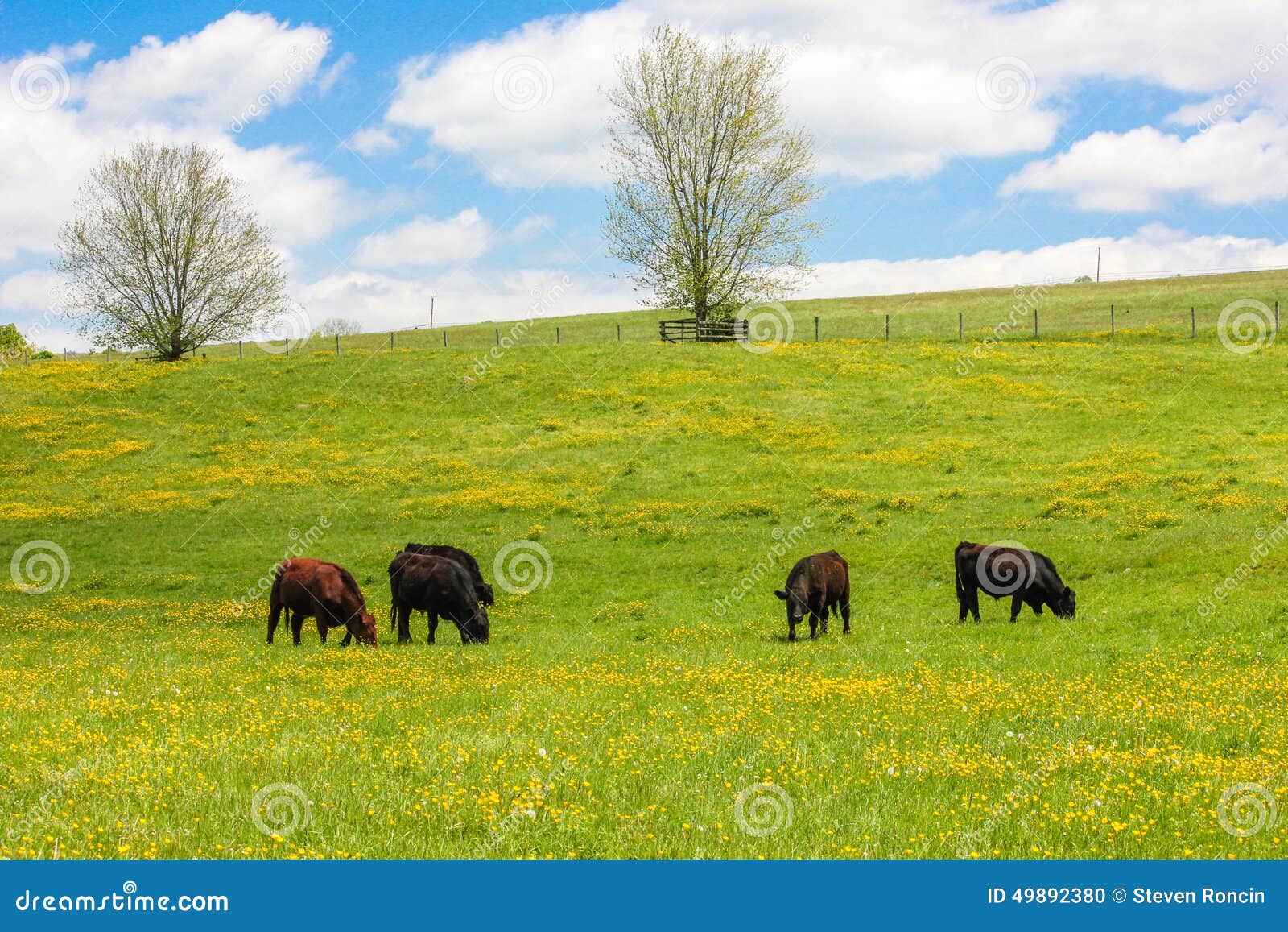 Spring Meadow of Yellow Flowers with Cows Grazing Stock Photo Image