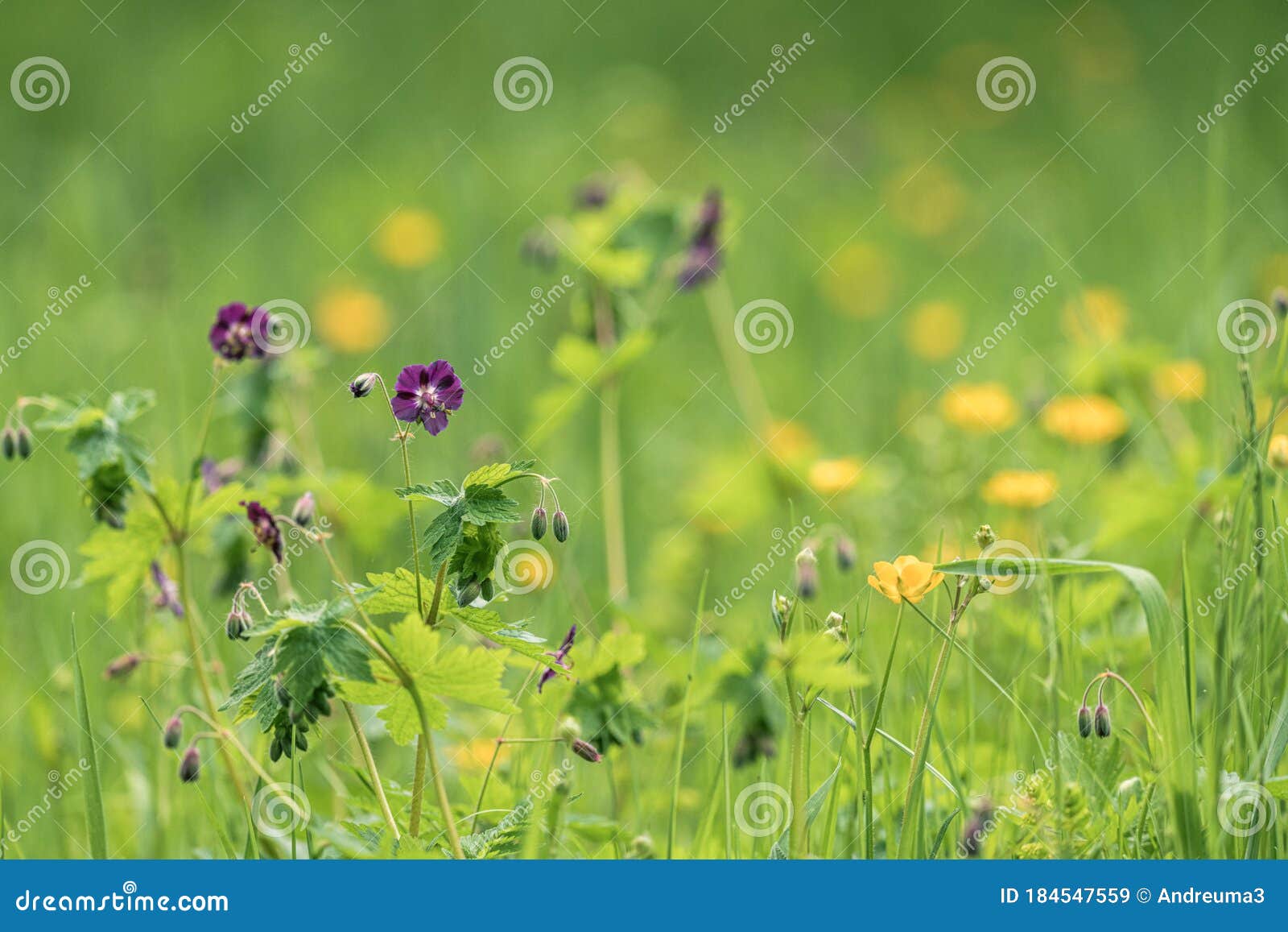 spring meadow with flowers