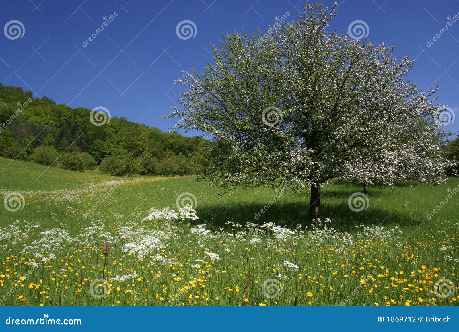 spring meadows with apple tree