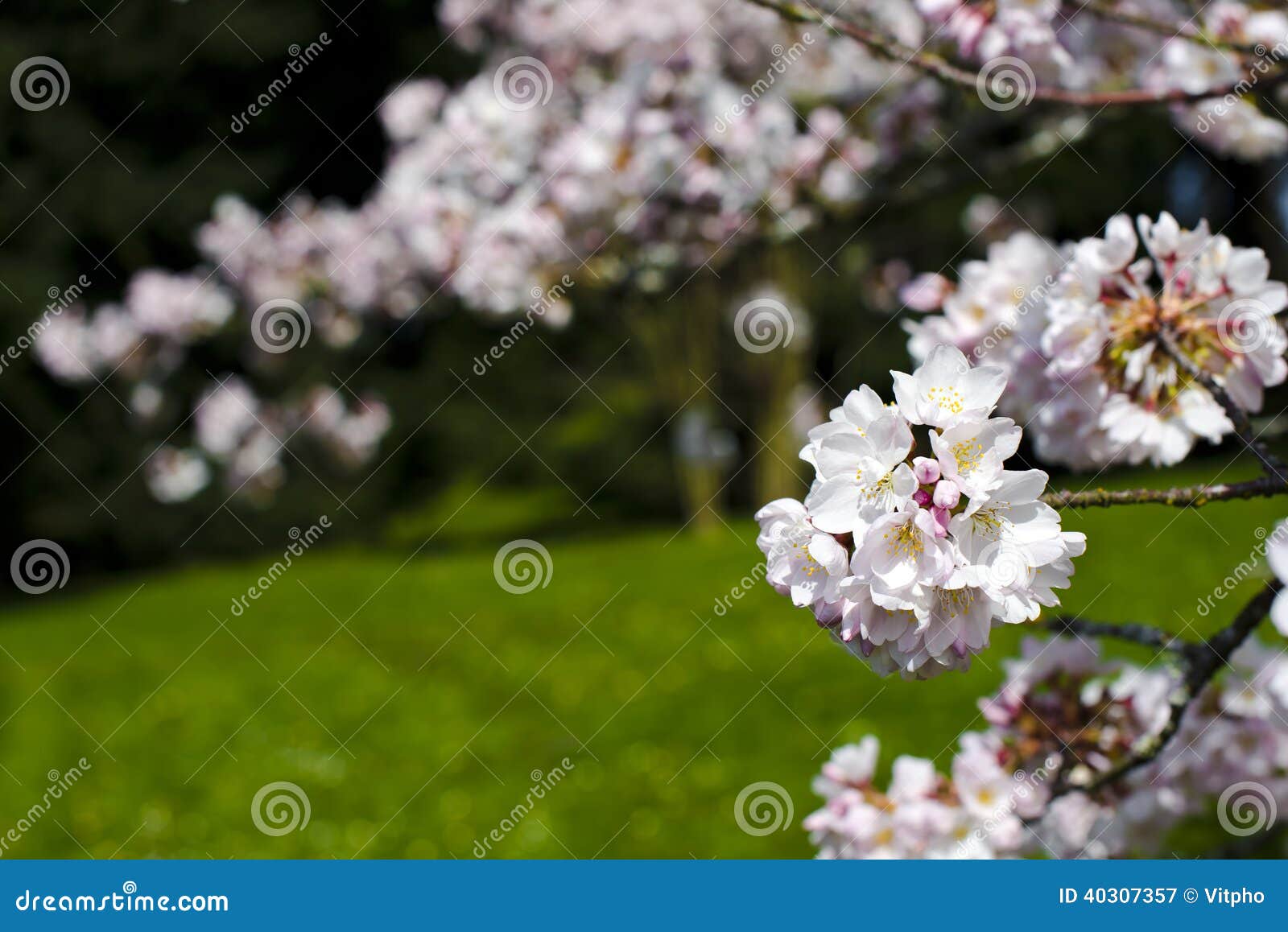 Spring mood revival stock image. Image of light, life - 40307357