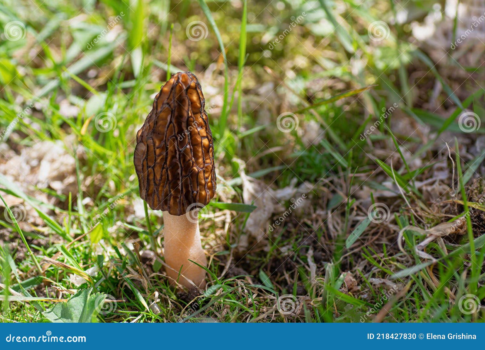 Spring Morel Mushroom or Morchella Conica in the Forest. Closeup Stock