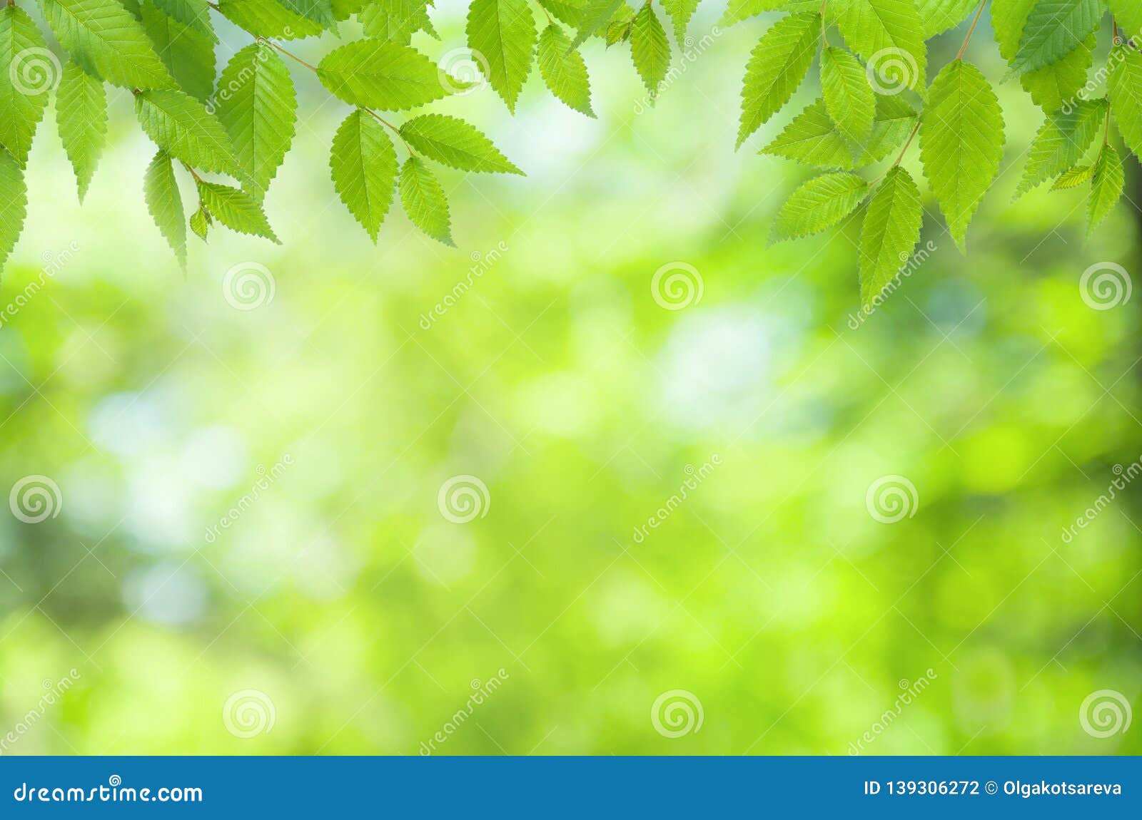 Spring Natural Blurred Background with Green Leaves on Tree Branch, Copy  Space, Defocused Stock Photo - Image of summer, frame: 139306272