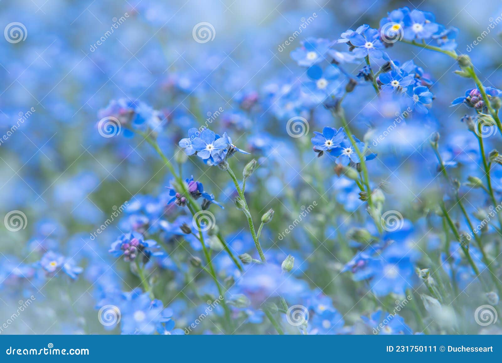 spring nature background with blue forget-me-not flowers. myosotis sylvatica, arvensis or scorpion grasses