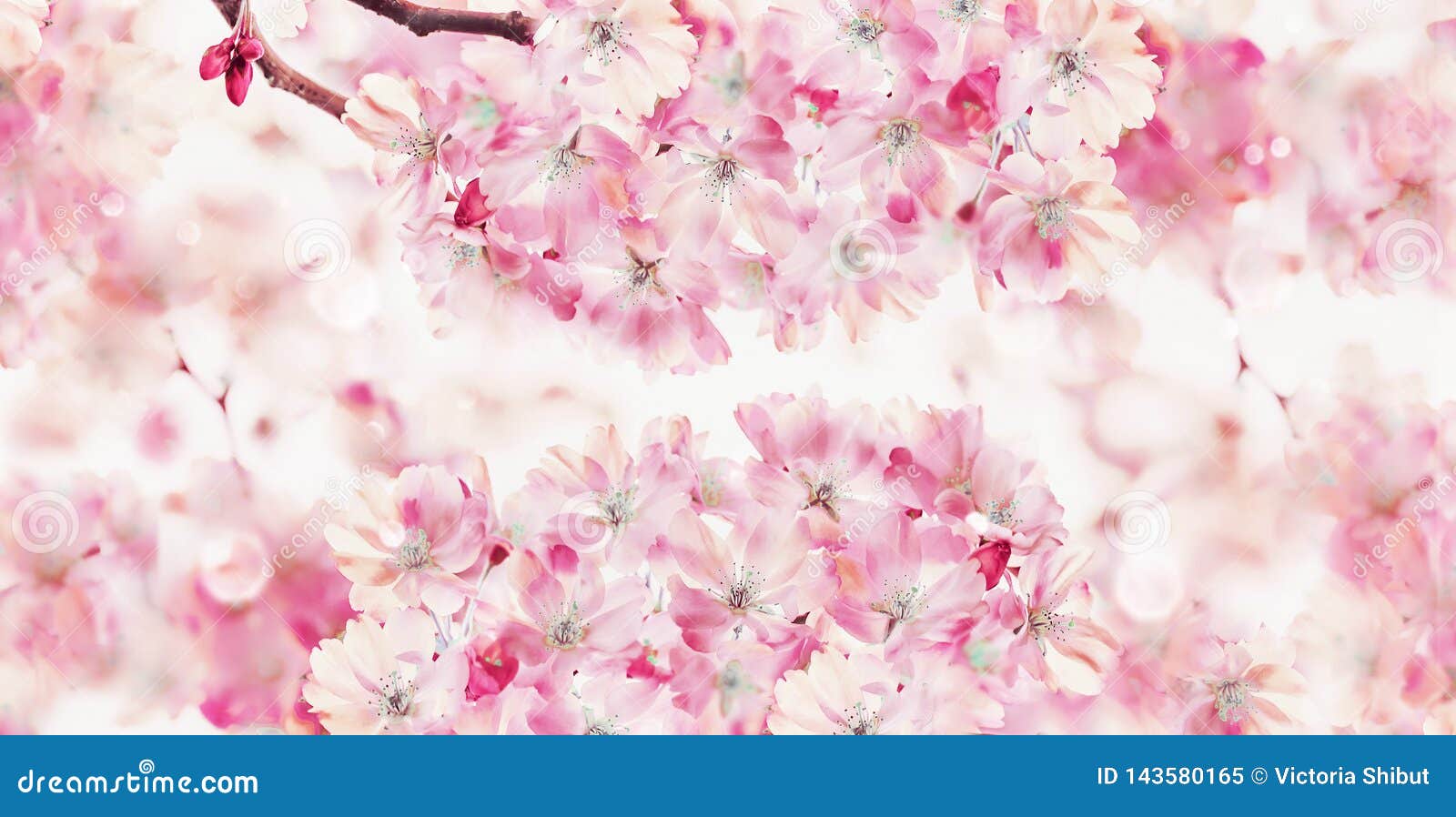 spring nature background with pink blossom of cherry trees spring template