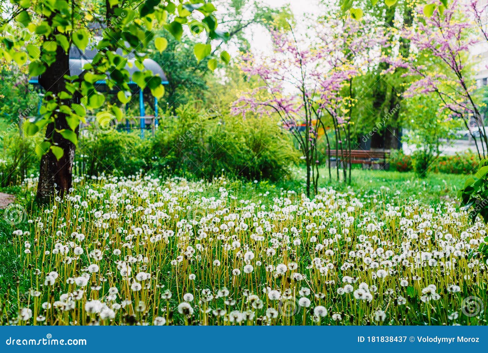 Spring Nature. Beautiful Landscape Stock Image - Image of fluffy