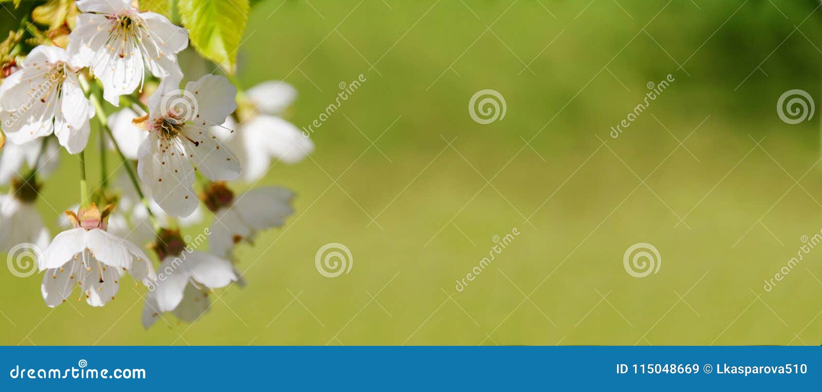 spring nature blossom web banner