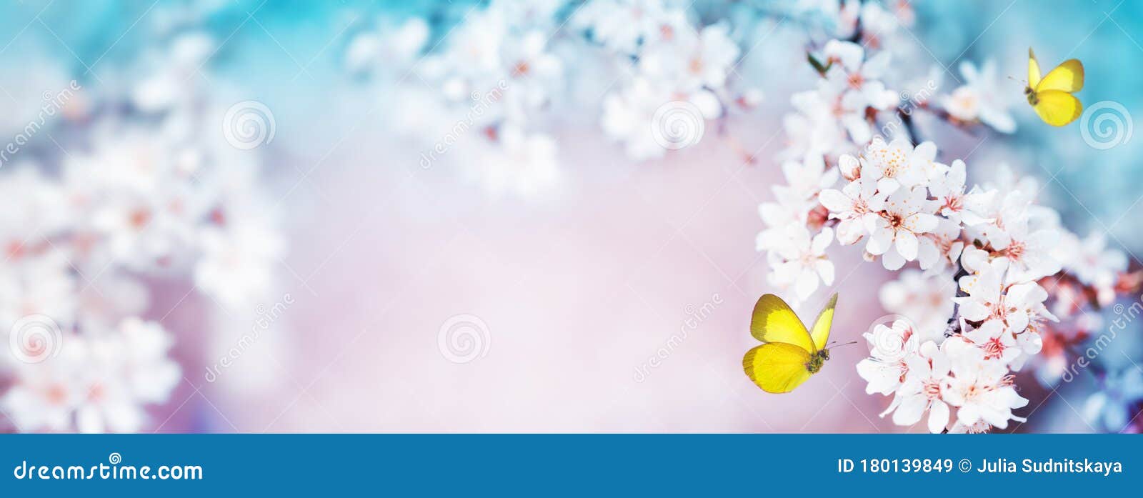 spring nature landscape with branches of blossoming cherry against pink blue background and flying butterflies. beautiful scene.