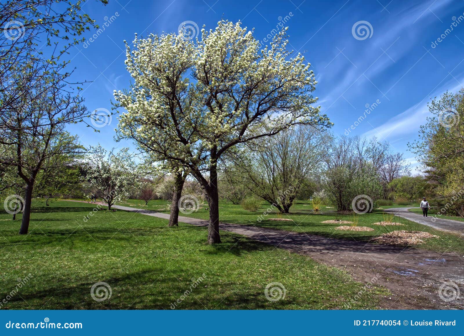 Nature Rebirths Stock Photos - Free & Royalty-Free Stock Photos from  Dreamstime