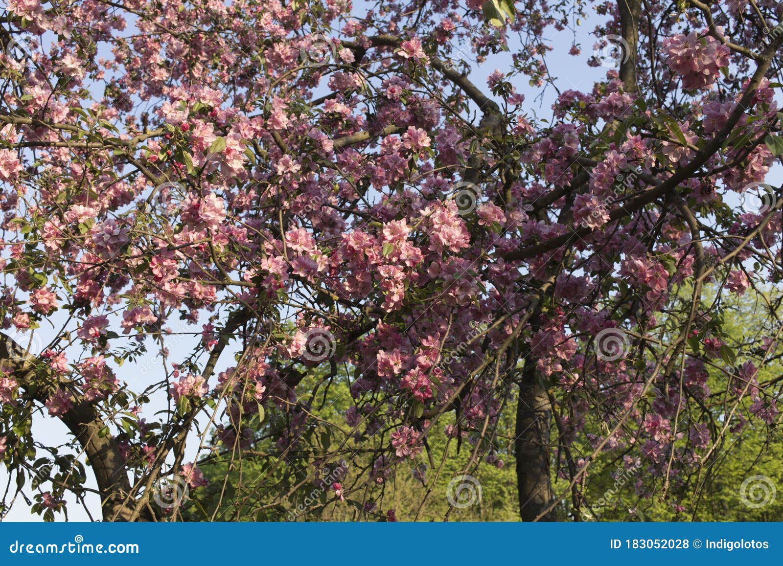 Spring is Nature`s Great Awakening Stock Photo - Image of flora