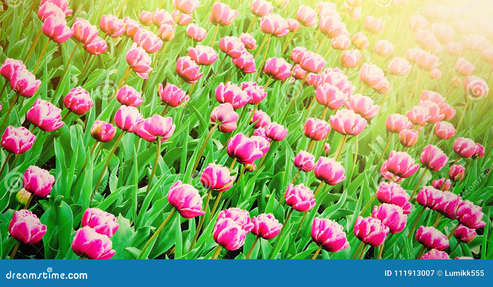 Spring Nature Wallpaper of Pink Tulips Flowers Stock Image - Image of  panoramic, flower: 111913007