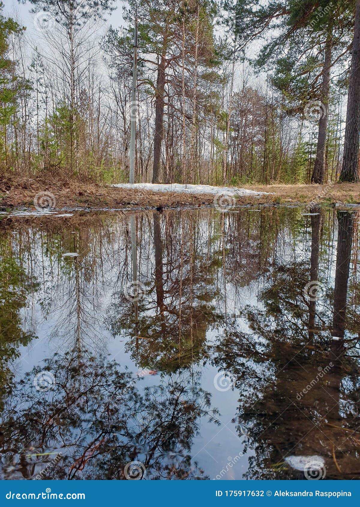 spring in the north. jags. severodvinsk. unique pine forest