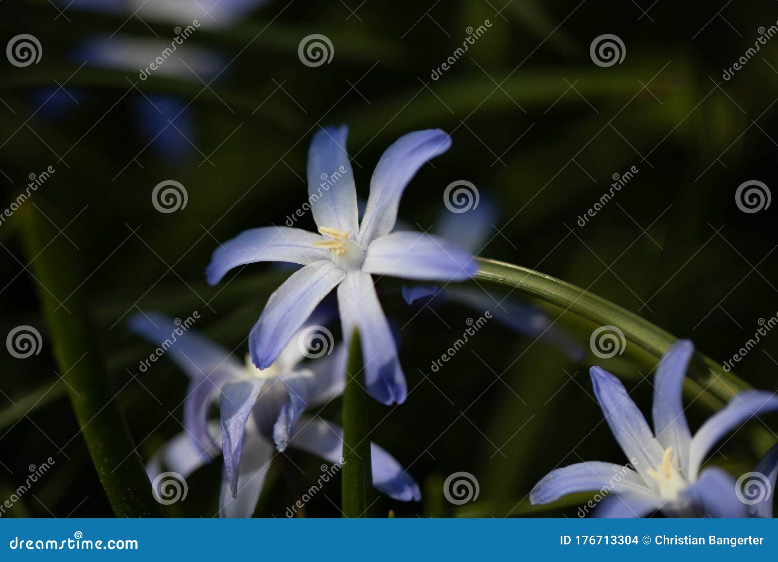 blue chionodoxa, blaue sternhyazinthe