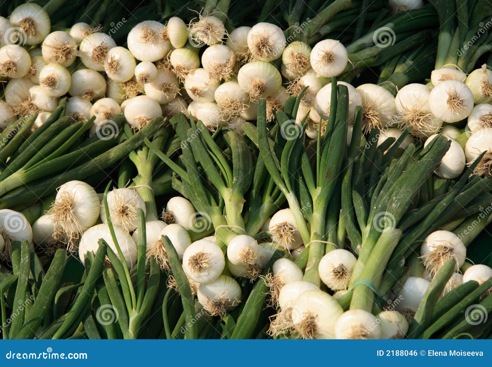 spring onion in the bunches