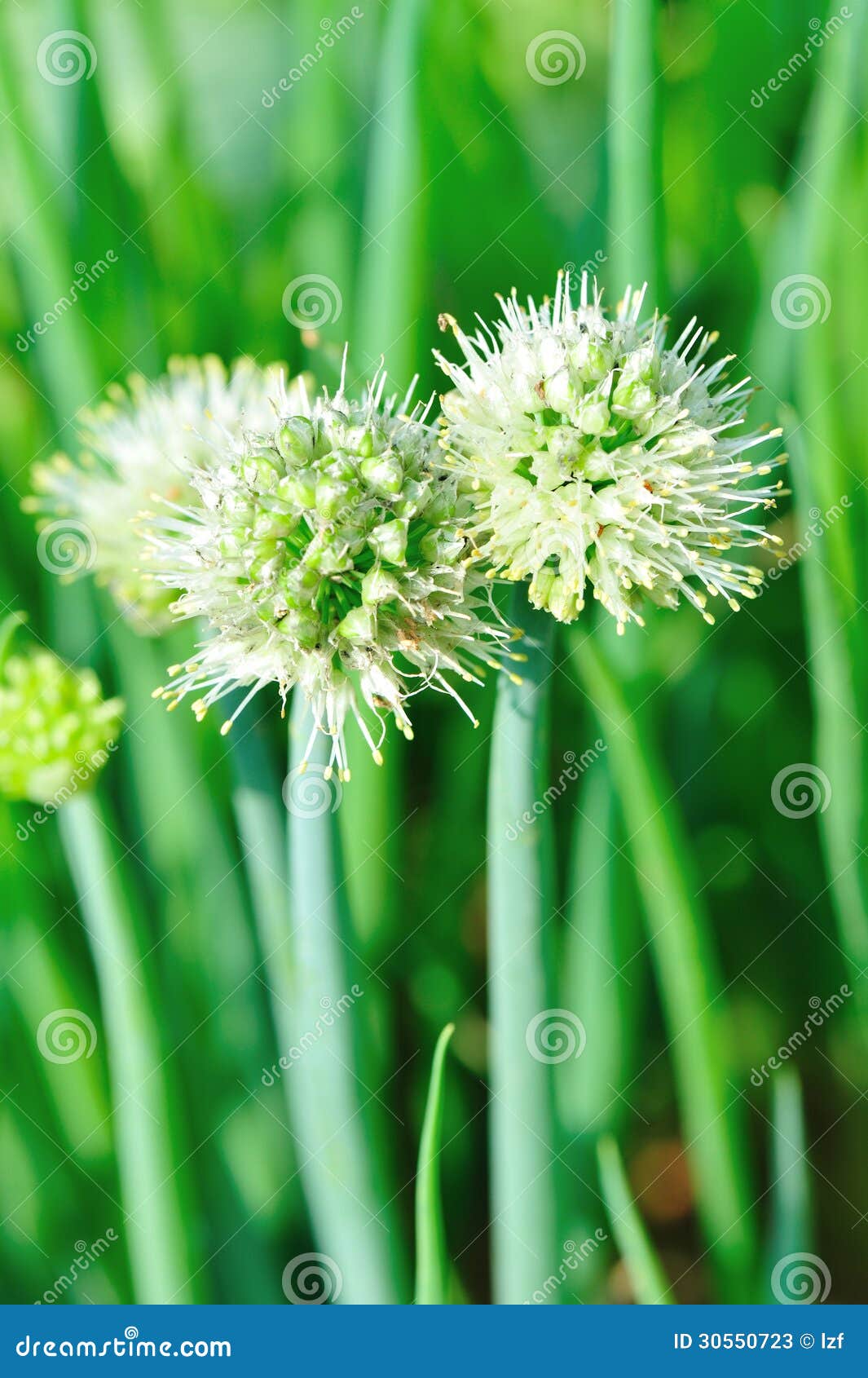 Spring onion flower stock image. Image of land, farm 30550723