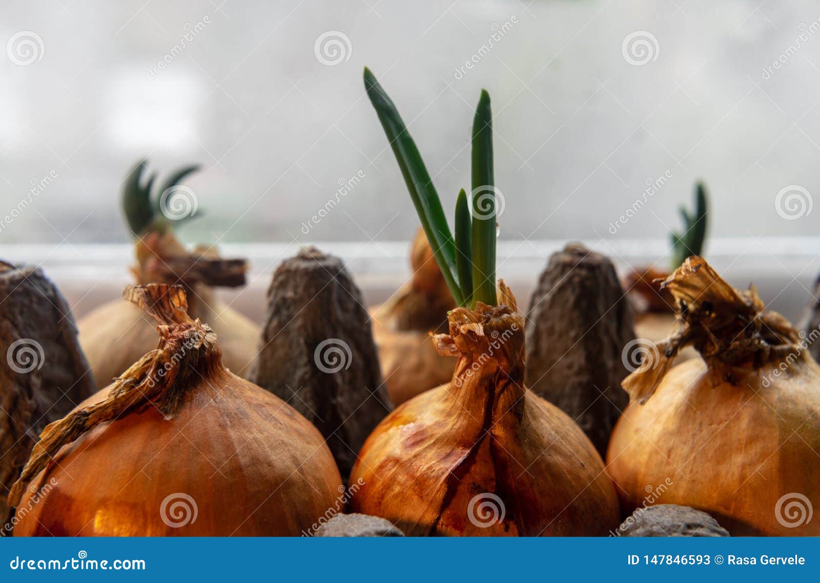 spring onions growing in a carton egg box on the windowsill. close up
