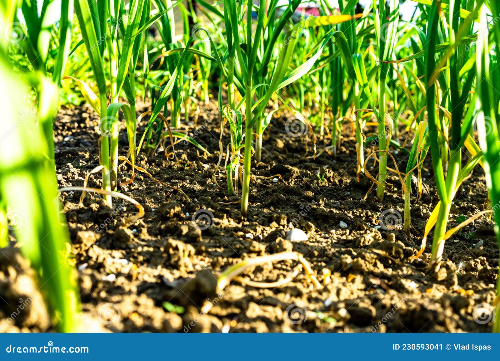 Spring Onions Grown in Vegetable Garden Plots, Organically Grown Onions
