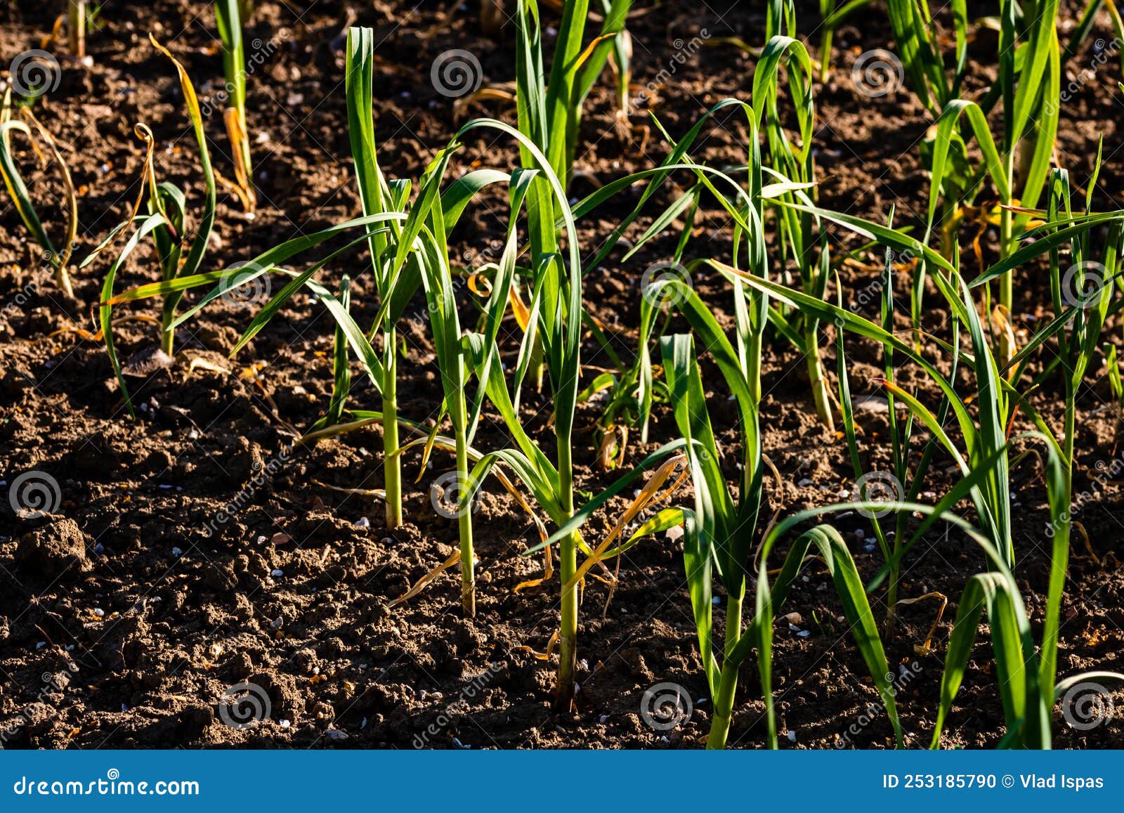 Spring Onions Grown in Vegetable Garden Plots, Organically Grown Onions