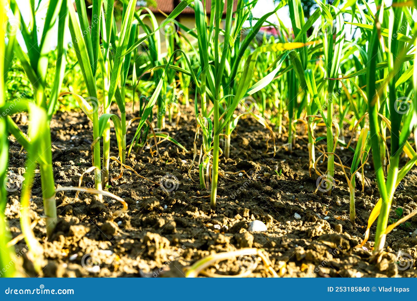 Spring Onions Grown in Vegetable Garden Plots, Organically Grown Onions
