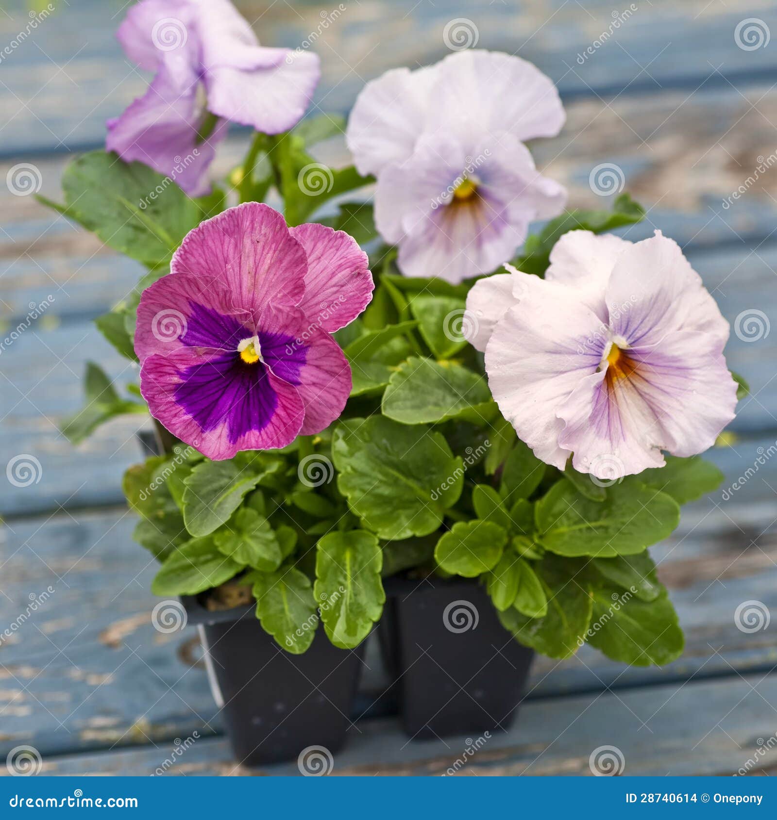 Spring Pansies stock photo. Image of summer, garden, heartsease 28740614