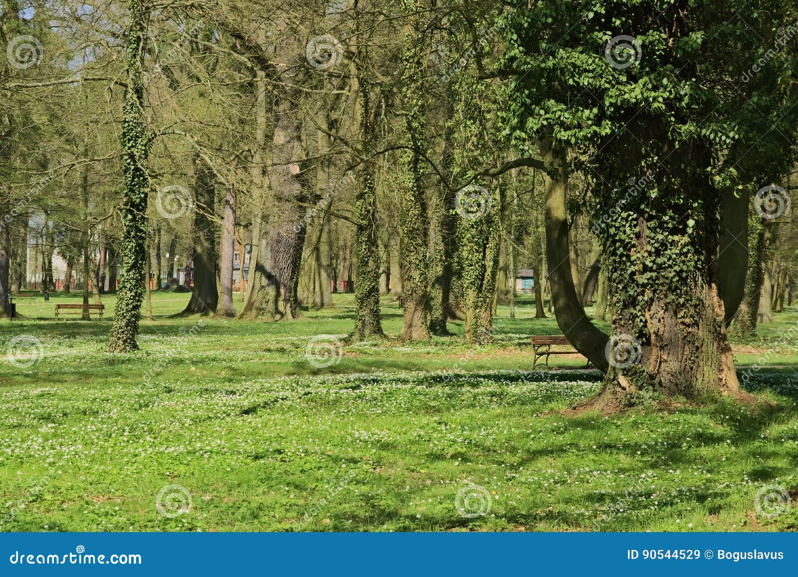 Spring in the park. stock image. Image of carpet, covered - 90544529