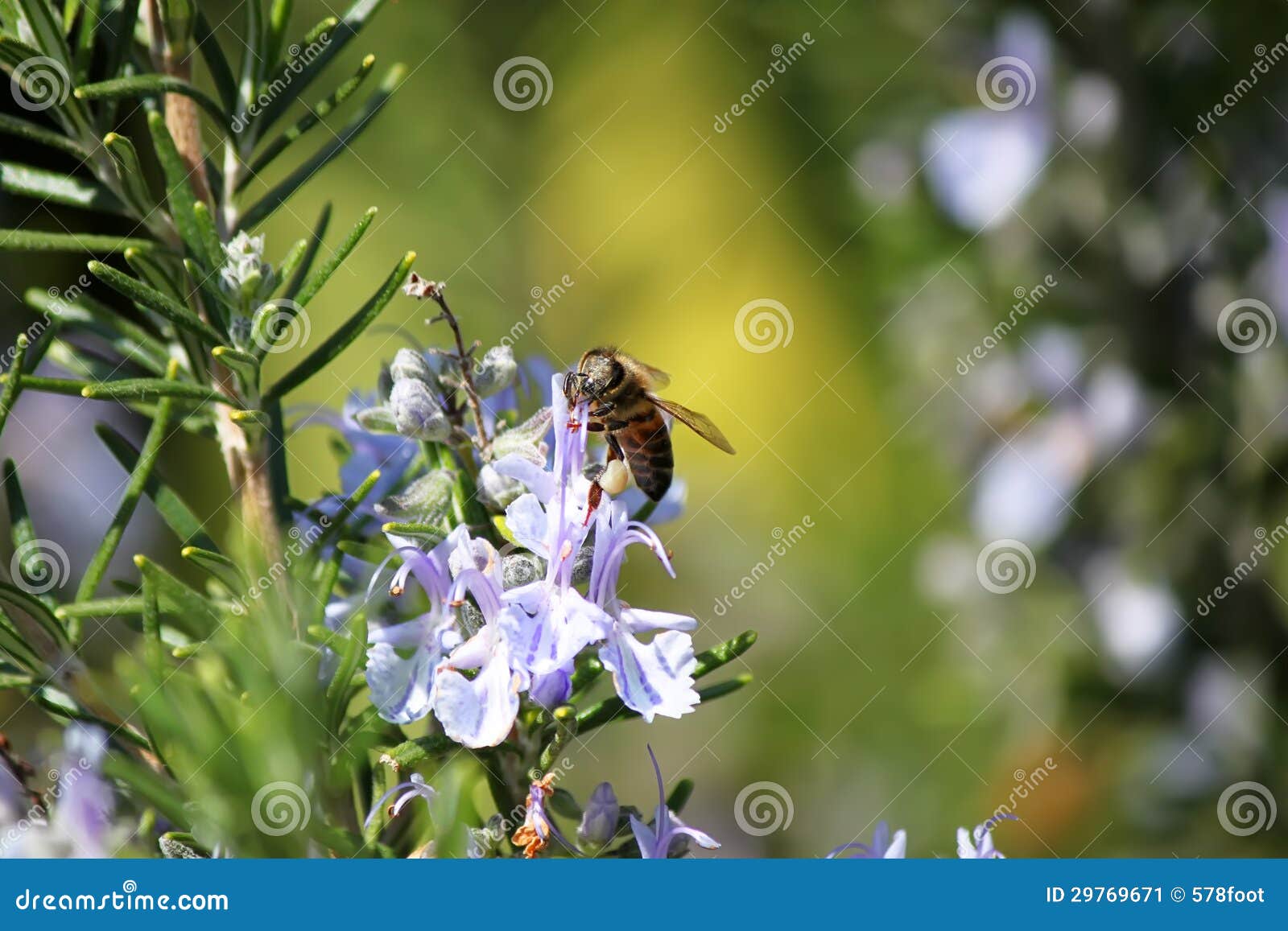Rosemary stock image. Image of spring, nature, flower 29769671
