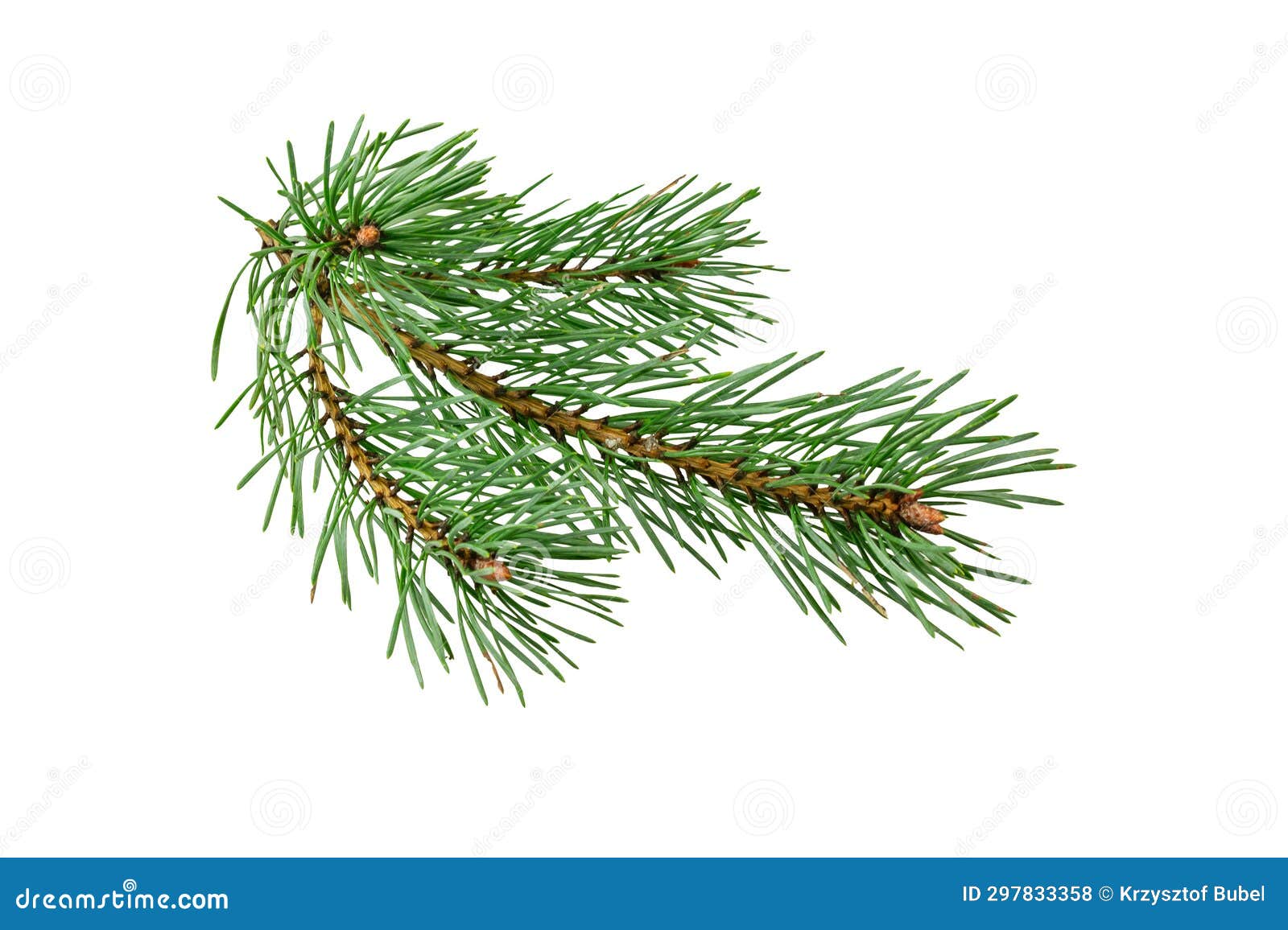 Spring Pine on a White Isolated Background Stock Photo - Image of ...