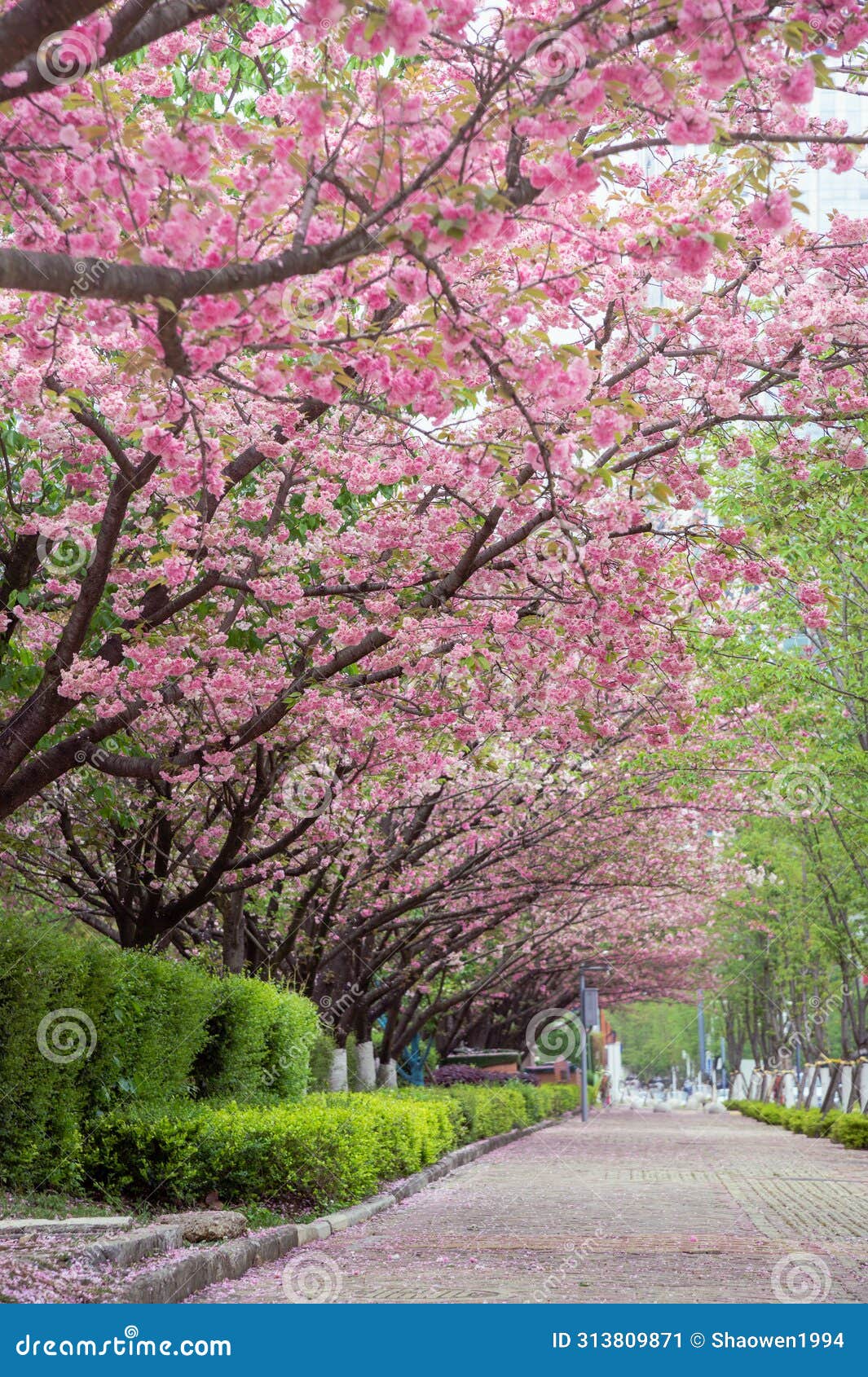 spring pink cherry blossom and footway