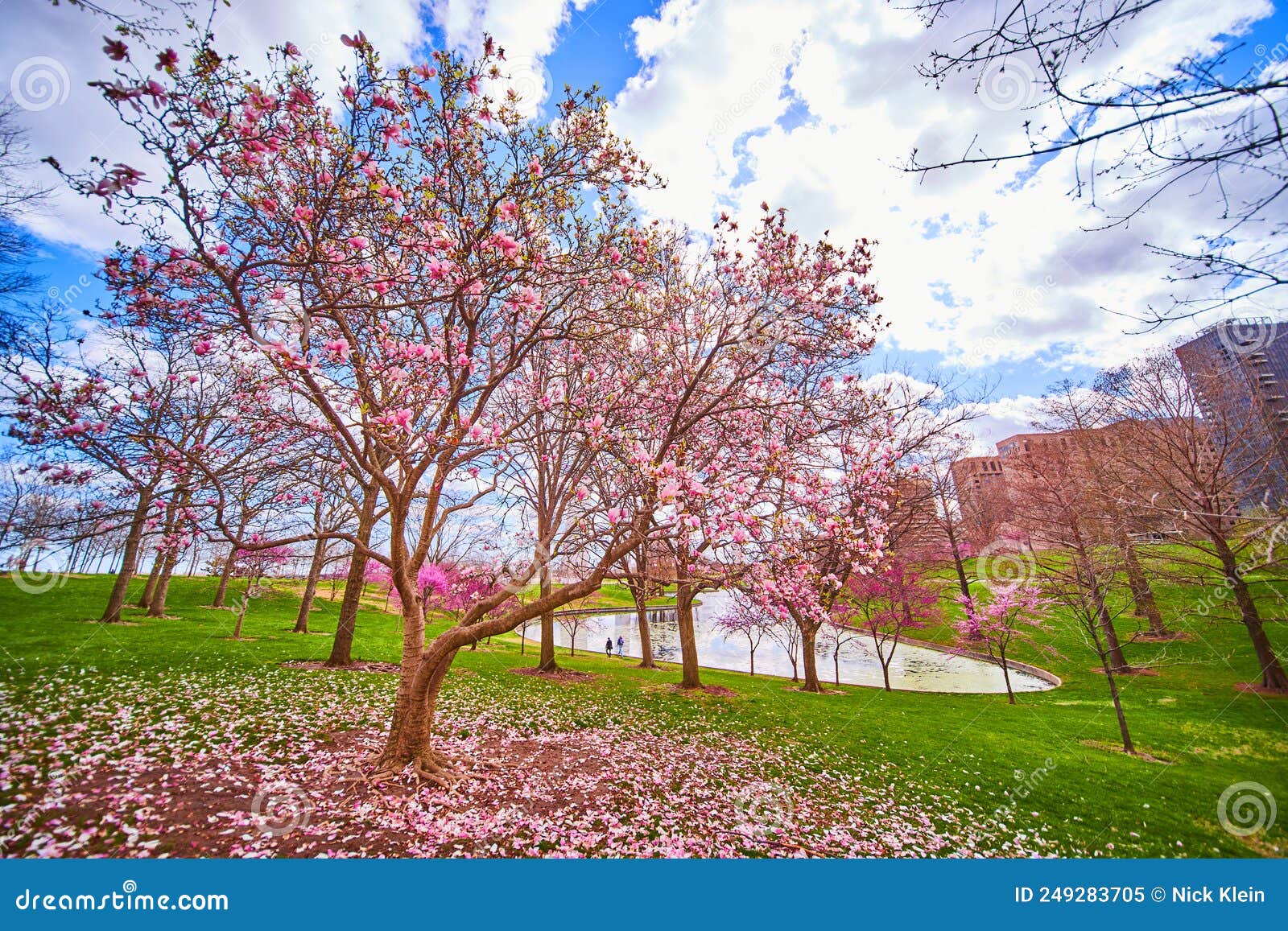 Spring Pink Flowered Tree Next To Pond Stock Image Image of plant