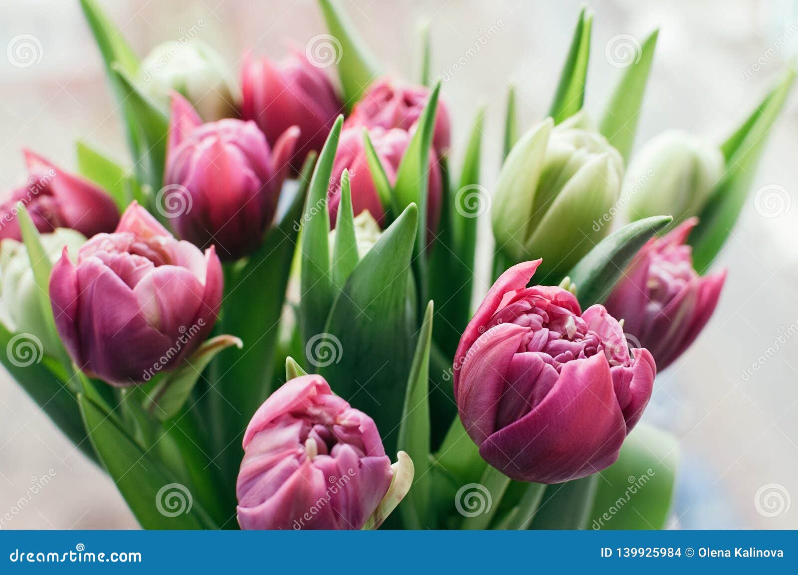 Spring Pink Flowers Blurred Abstract Backdrop Stock Photo - Image of ...